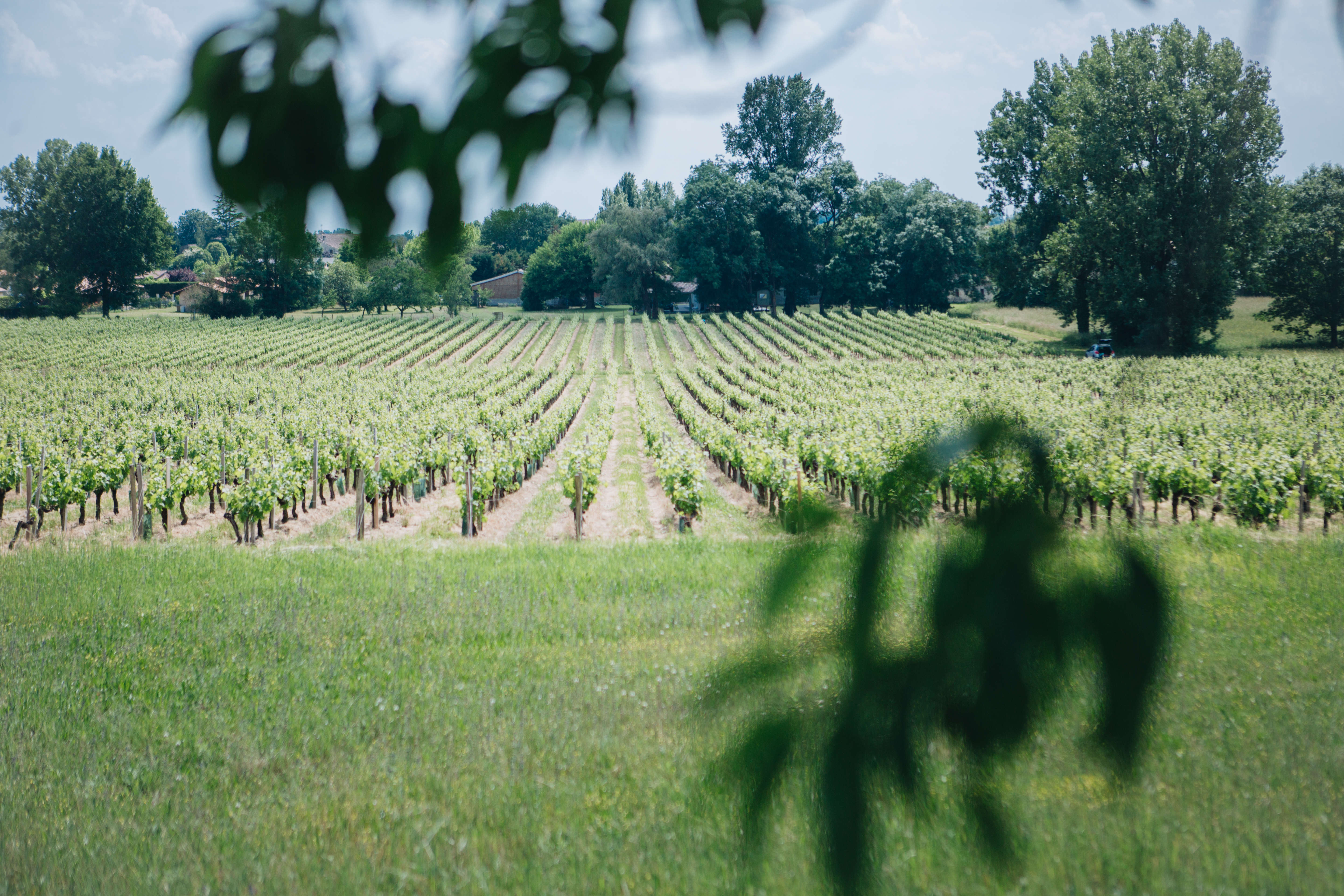 vigne-perene-merignac-agencement-cuisine_0