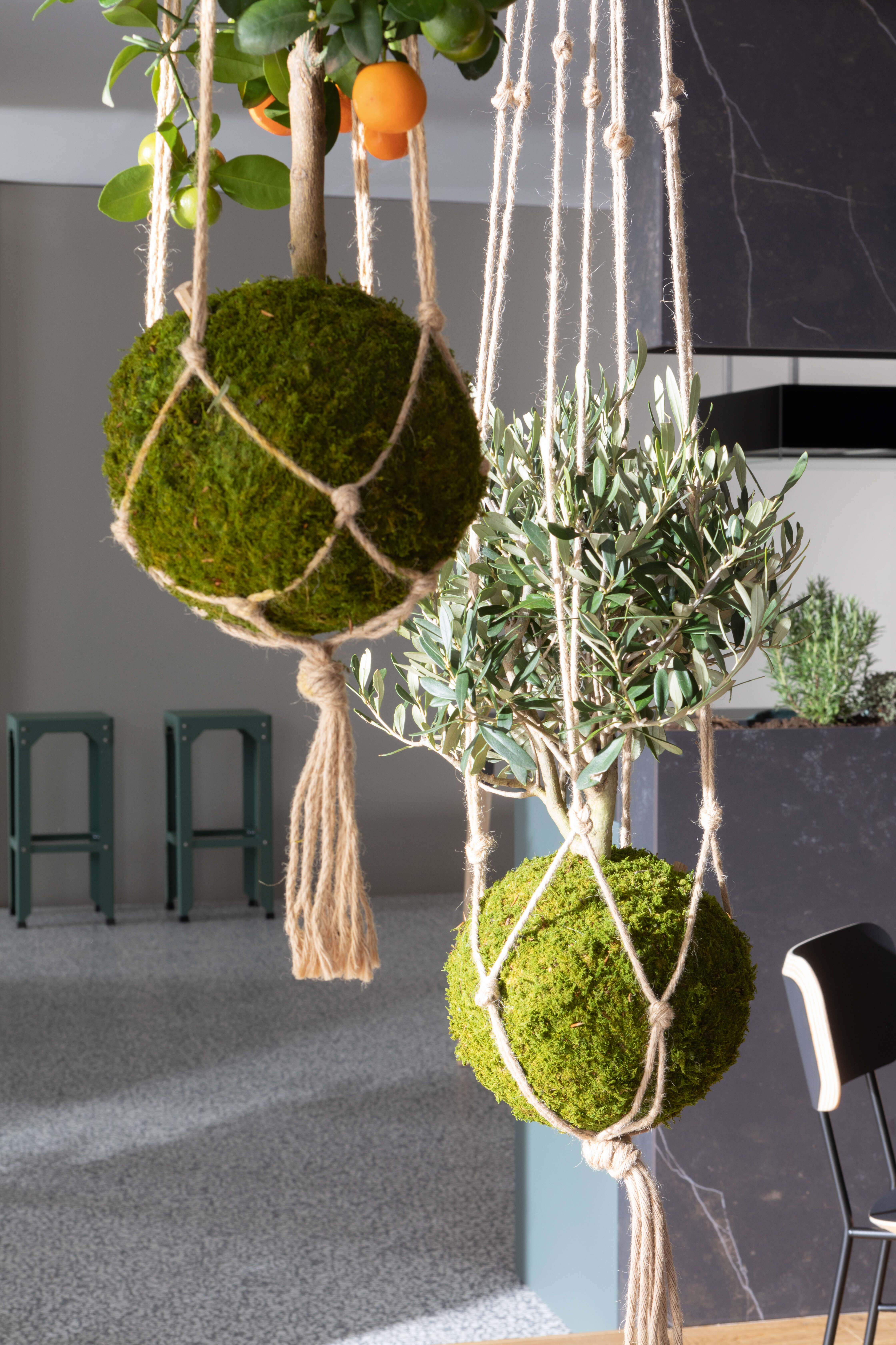 plantes-suspendues-cuisine-green-concept-perene